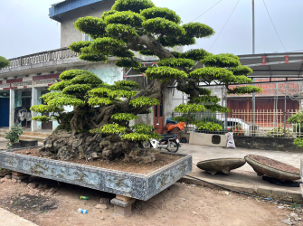 C&acirc;y Cảnh S&acirc;n Vườn T&ocirc; Điểm Kh&ocirc;ng Gian Sống