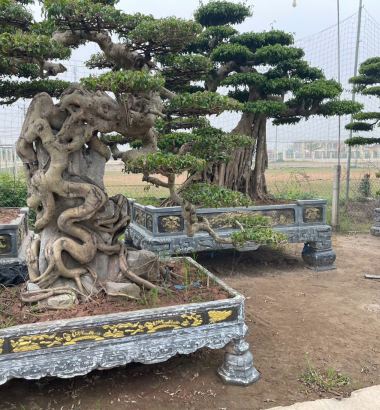 C&acirc;y cảnh Bonsai 
