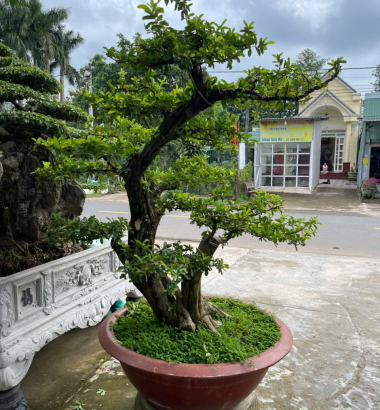 c&acirc;y xa ri