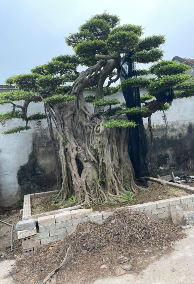 Dự &aacute;n 1