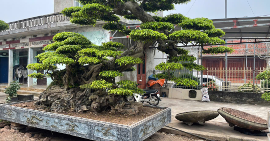 C&acirc;y Xanh Lam Điền