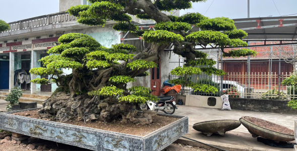 C&acirc;y Cảnh S&acirc;n Vườn T&ocirc; Điểm Kh&ocirc;ng Gian Sống