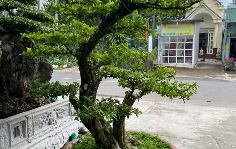 C&acirc;y xanh lam điền
