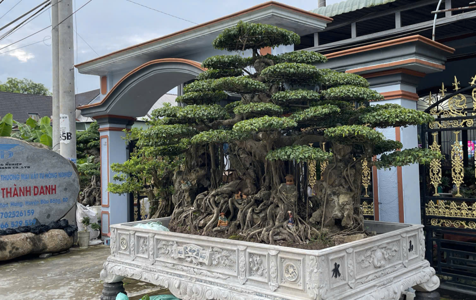 C&acirc;y xanh lam điền