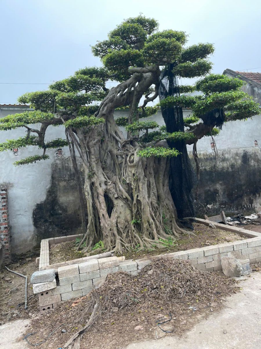 cây cảnh sân vườn
