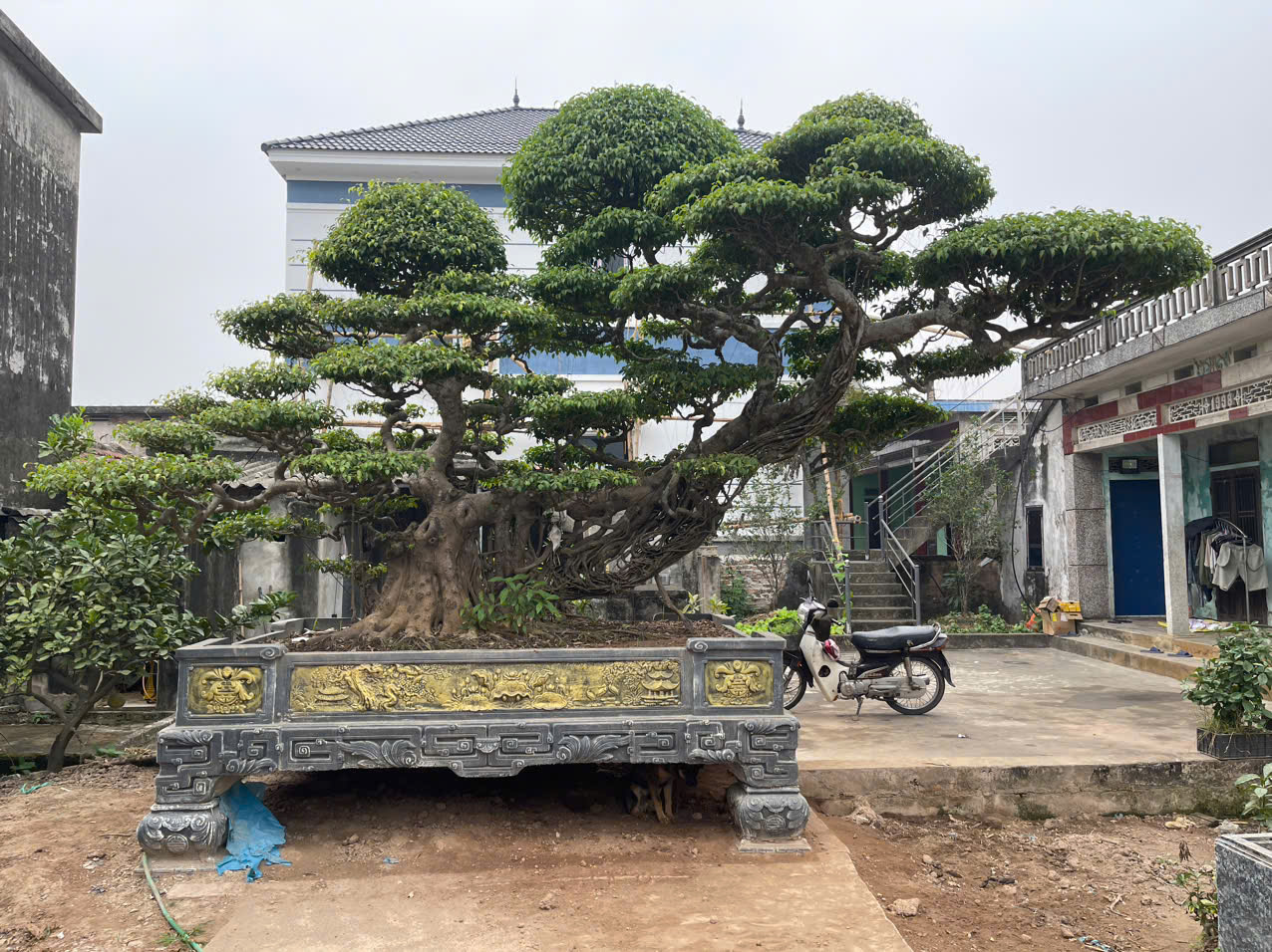 cây cảnh sân vườn