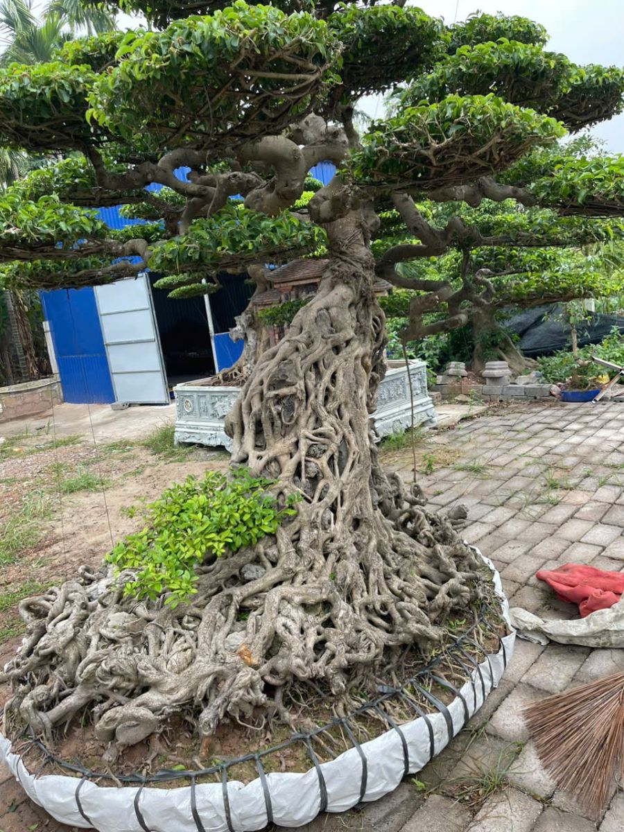 cây cảnh sân vườn