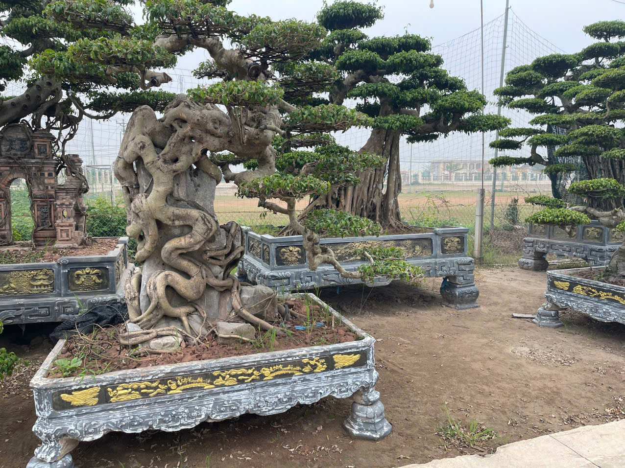 cây cảnh sân vườn