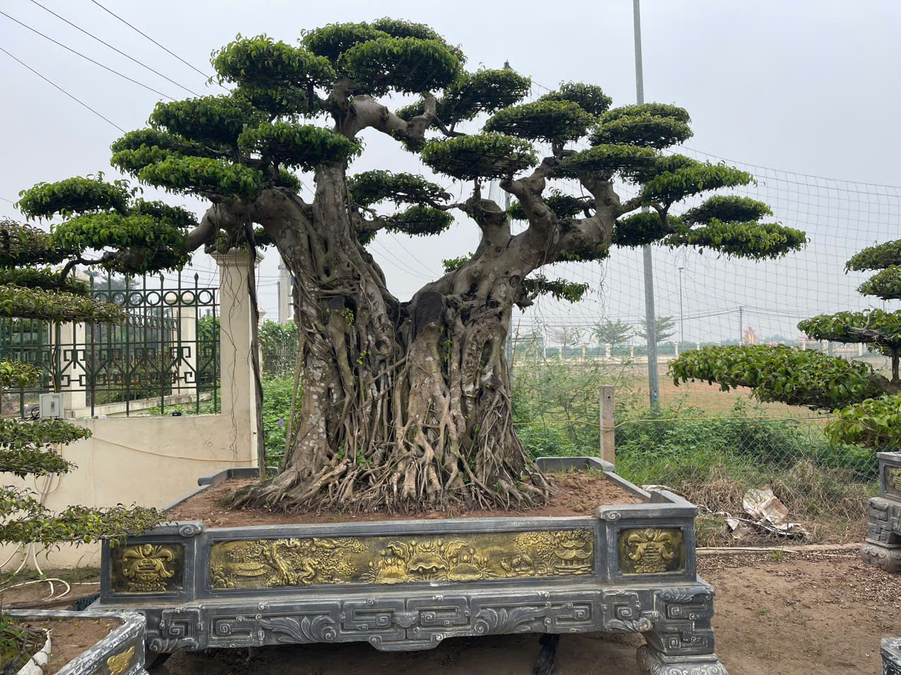 cây cảnh sân vườn